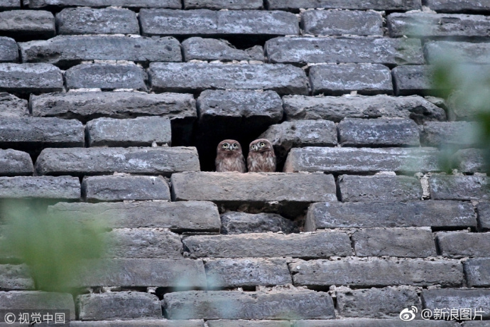 告知你teamviewer是什么