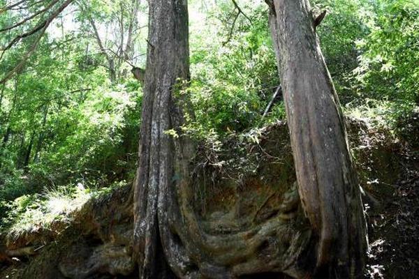 布魯克斯：威少今晚的表現(xiàn)太炸裂了