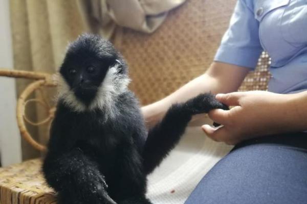 北愛(ài)爾蘭隊(duì)：歷史、戰(zhàn)績(jī)與未來(lái)