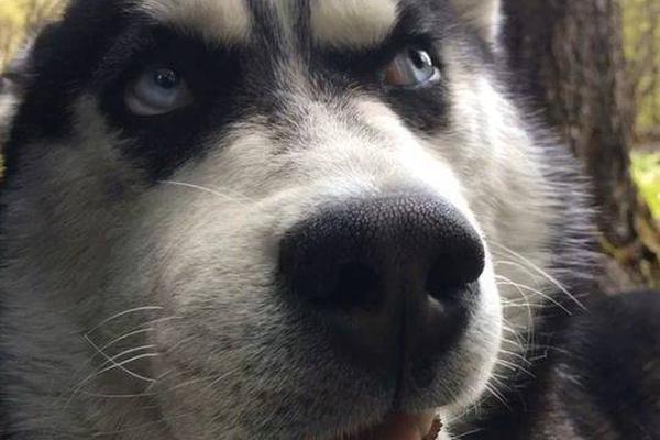 獨行俠擊敗太陽 東契奇26+13+9嘲諷保羅+裁判