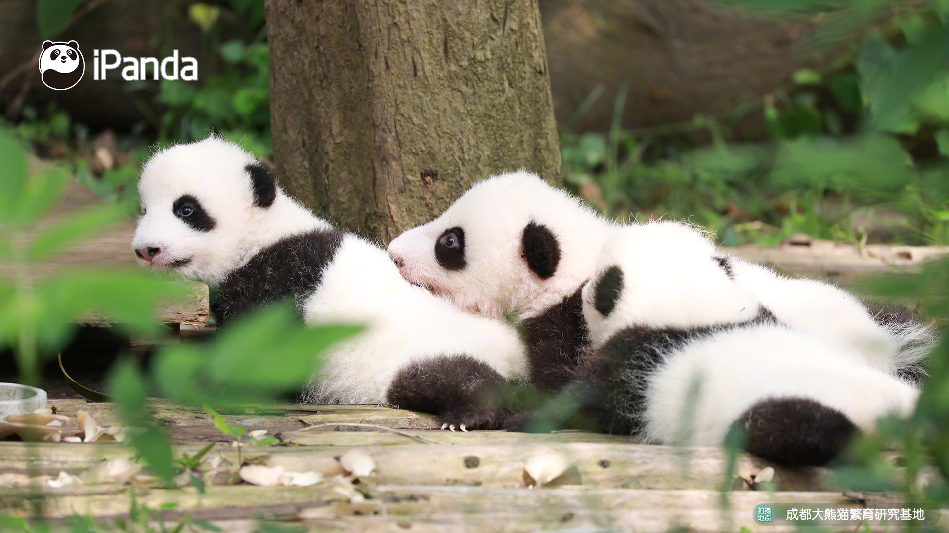 冰窗花一般在窗戶的哪一側(cè) 螞蟻莊園今日答案冰窗花