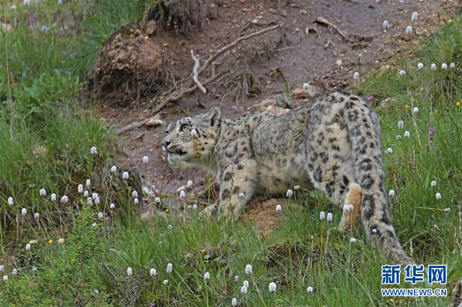 畫風(fēng)似《我的世界》 《十字石》本周上架