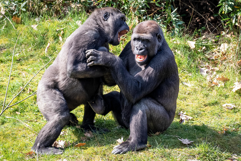 千牛云盤怎樣辦理文件   淘盤怎樣像本地相同辦理云盤上的文件