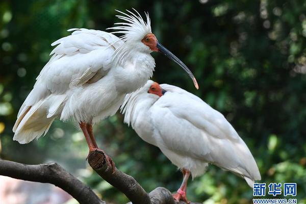 博格達(dá)諾維奇本月命中57記三分僅次庫里 三分命中率為49.6%