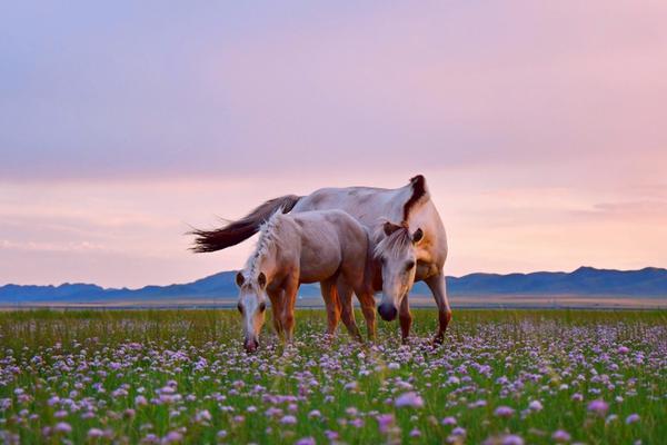 可牛印象營建美麗泡泡作用