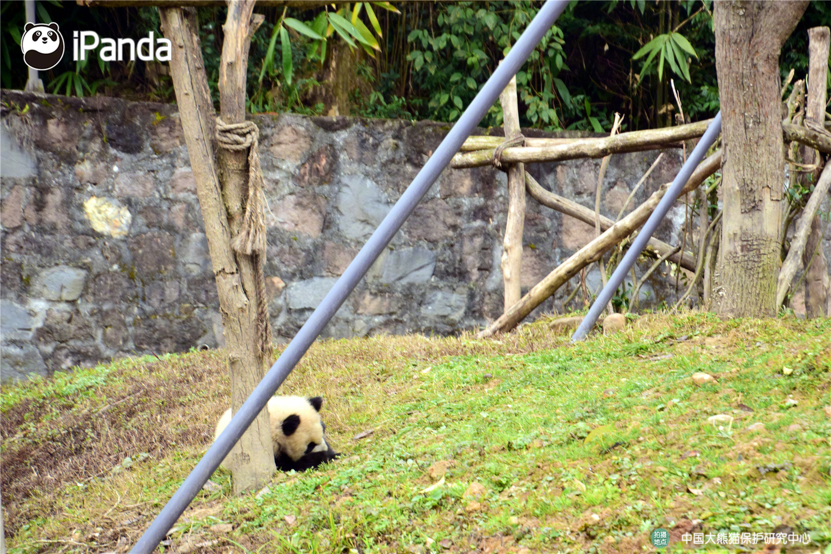 逐漸回暖！烏布雷三分命中率升到30%