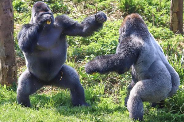砍45分創(chuàng)生涯新高！布里奇斯：我覺得靠防守才能贏得總冠軍