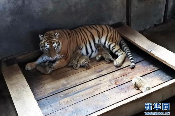 停車不方便游戲官方最新版 v2.5