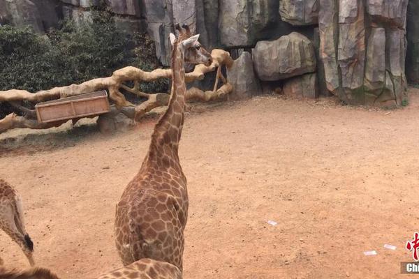 《文明與降服》首領(lǐng)篇丨圣城克復(fù)者