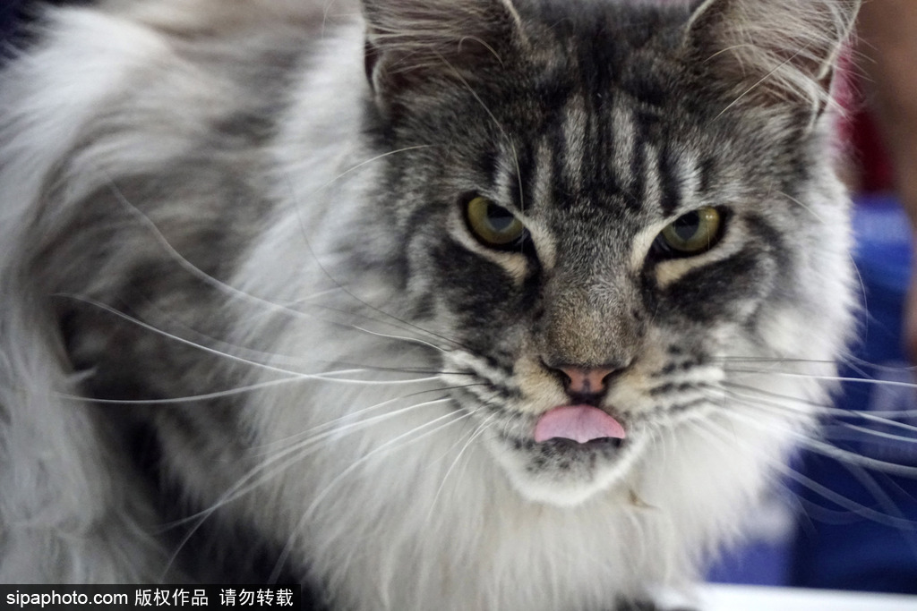 《雷鳴三國(guó)》新武將曹仁絕技大曝光