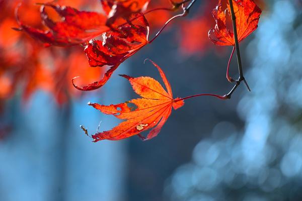 告知你萬能精靈怎么樣