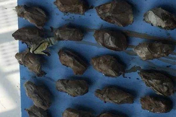 《摩爾莊園》手游夏天環(huán)游季第一站懸念海報(bào)發(fā)布