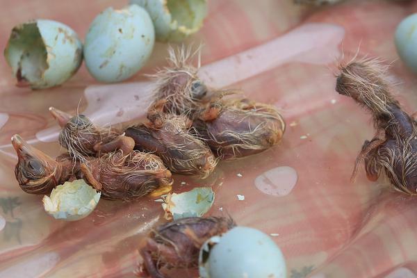 TA：多人脫離后曼城更衣室氣氛怪怪的；坎塞洛夏窗有少縱即逝考慮自己的今后