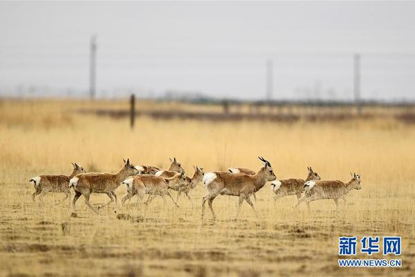 籃網(wǎng)CEO：我們想要把世界頂級(jí)籃球帶到布魯克林