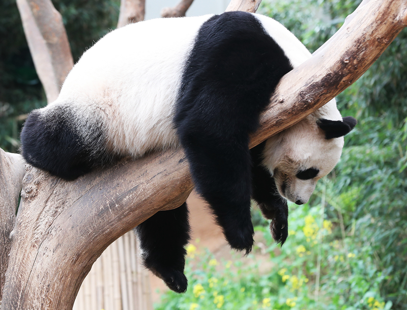 oppo手機(jī)幫手怎樣備份 oppo手機(jī)幫手備份復(fù)原教程