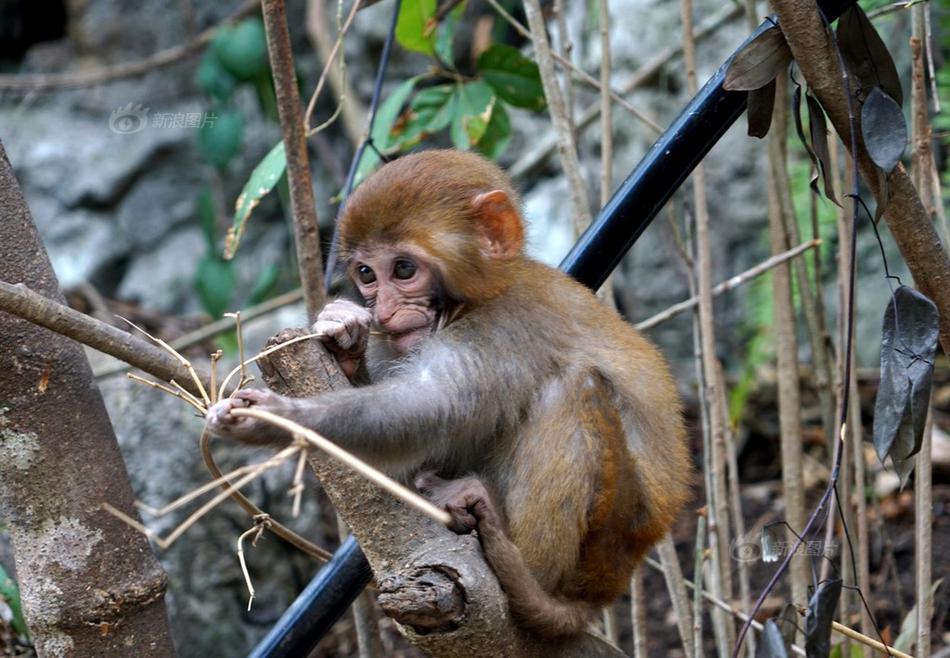 逼真的警車(chē)駕駛游戲安卓版 v0.4