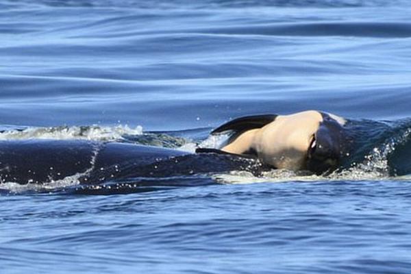 抖音多吃菠蘿什么意思 抖音多吃菠蘿是什么梗