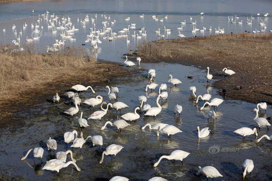 奇跡時代4星辰貿(mào)易站怎么造