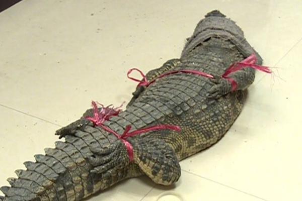 老鐵穩(wěn)啊!《請問你為啥這么厲害》即將登場