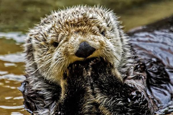 奢華球星陣型等你來戰(zhàn)！《全明星街球派對(duì)》巨星駕到潮斗街頭！