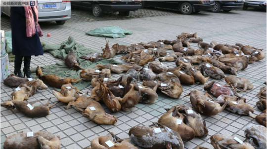 中超爭(zhēng)冠組