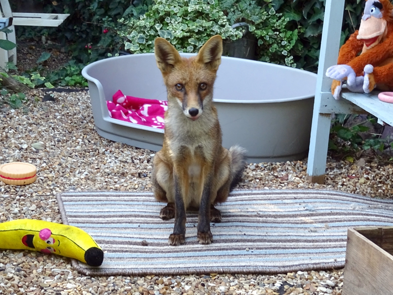 小米平板5怎樣銜接鍵盤(pán) 小米平板5怎樣用鼠標(biāo)