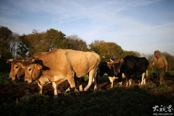 基德&東契奇：掘金是西部最佳 有約基奇的球隊(duì)當(dāng)然是熱門