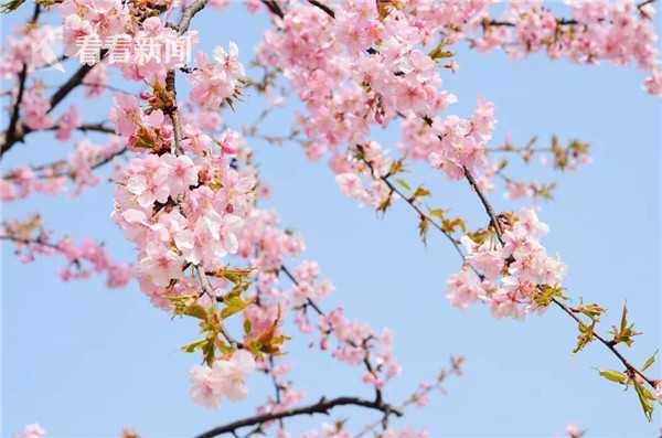 壺見(jiàn)聯(lián)名閩南異獸志，本土超強(qiáng)IP碰撞新火花